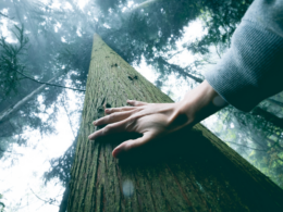 Sustainability modern sacred