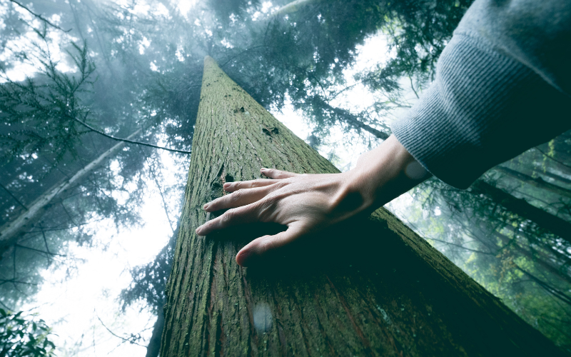 Sustainability modern sacred